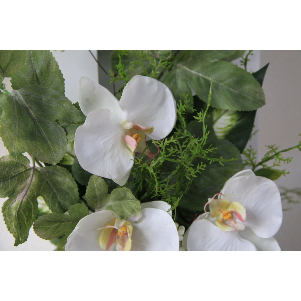 グリーンとコチョウラン（フレーム）