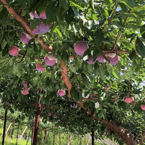 【2025年発送】【数量限定】【期間限定】【高級プラム】貴陽 大玉1.5kg(8玉～9玉)