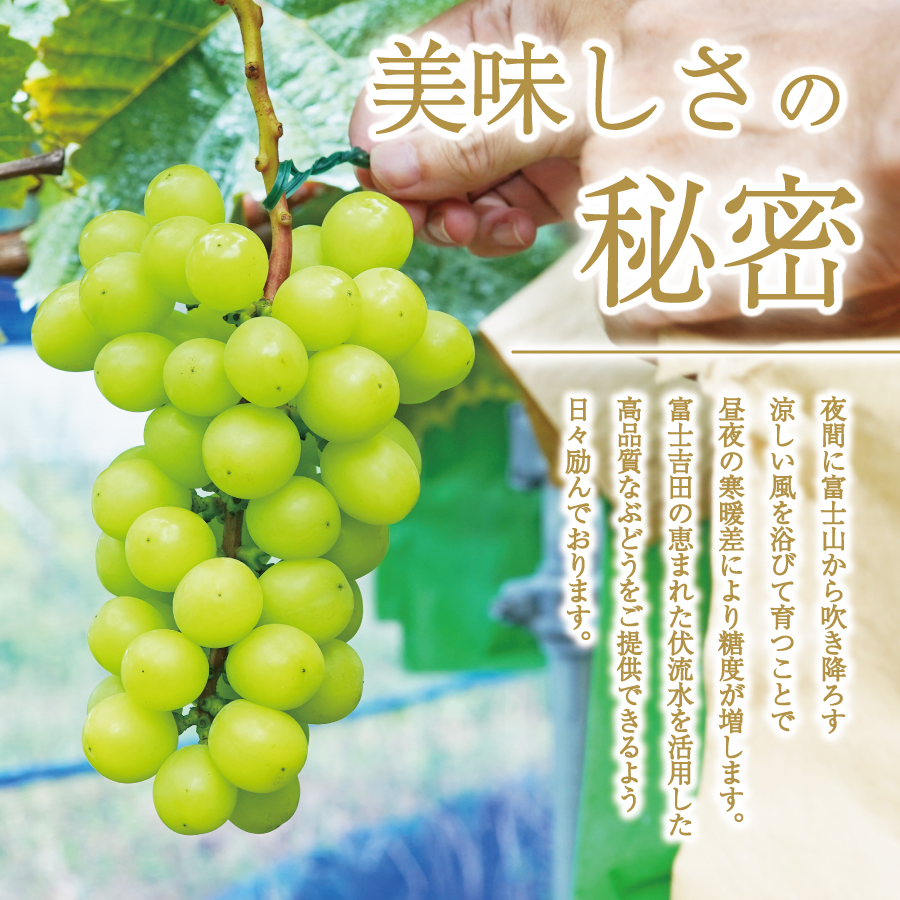 富士吉田市産　ブドウ狩りプラン(シャインマスカット)