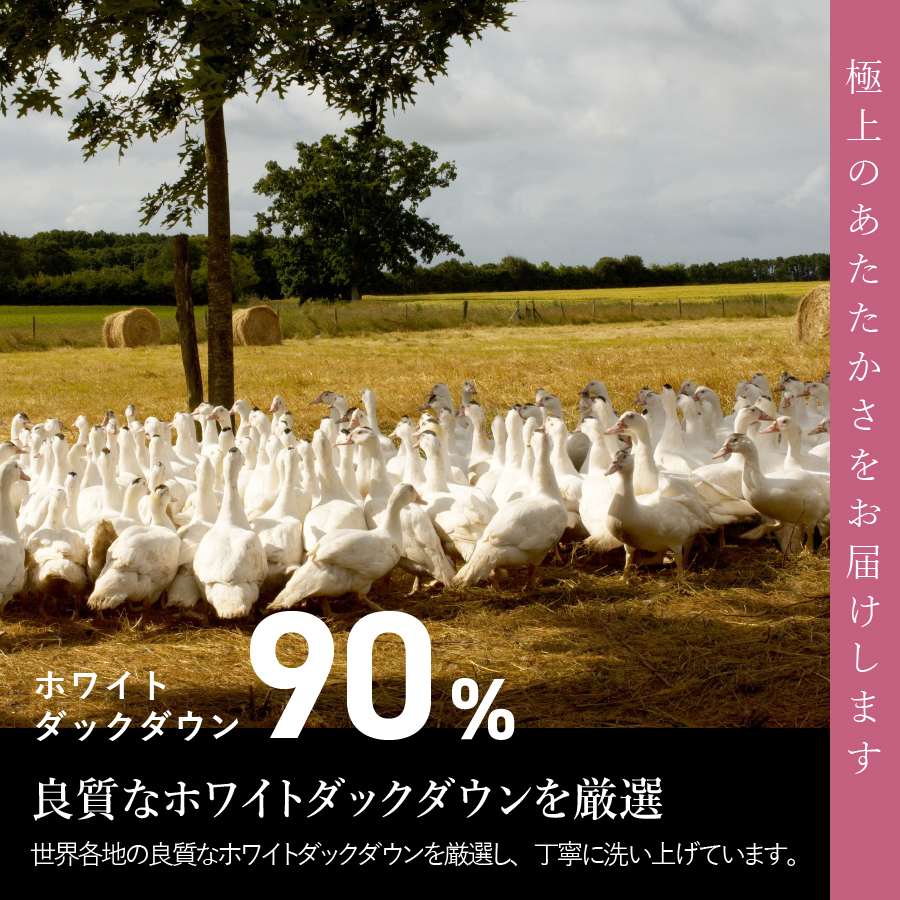 【甲州羽毛ふとん】ワケアリ超長綿100%軽量羽毛本掛け布団（シングル/柄任せ）暖色