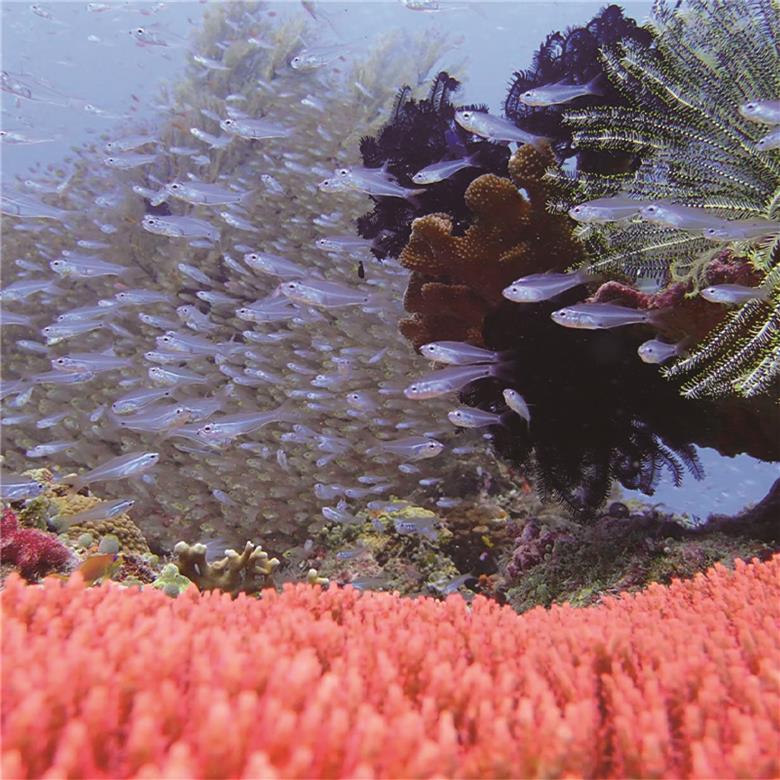 【晴雨兼用折畳み傘】sea-sas シーサス(リビング・コーラル)