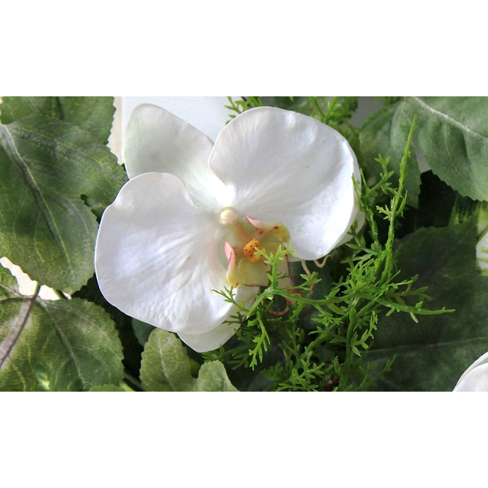 グリーンとコチョウラン（フレーム）