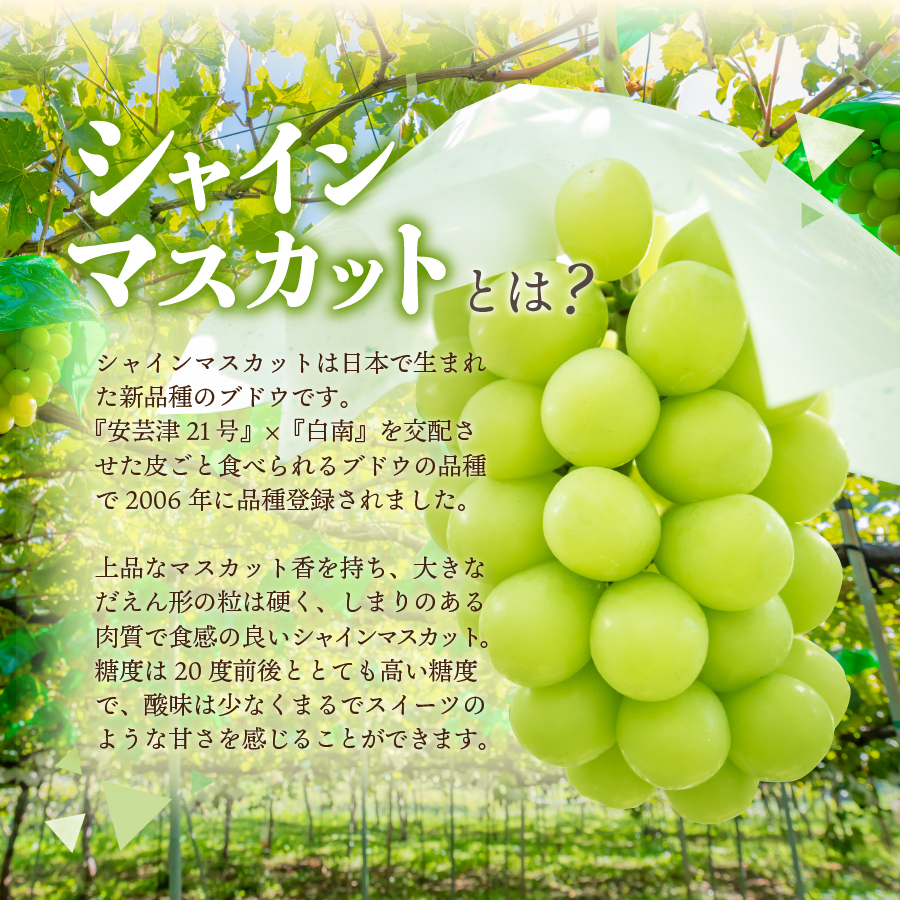 【2026年発送 先行予約】高級 山梨県産 シャインマスカット 2～3房 （1.3kg以上）
