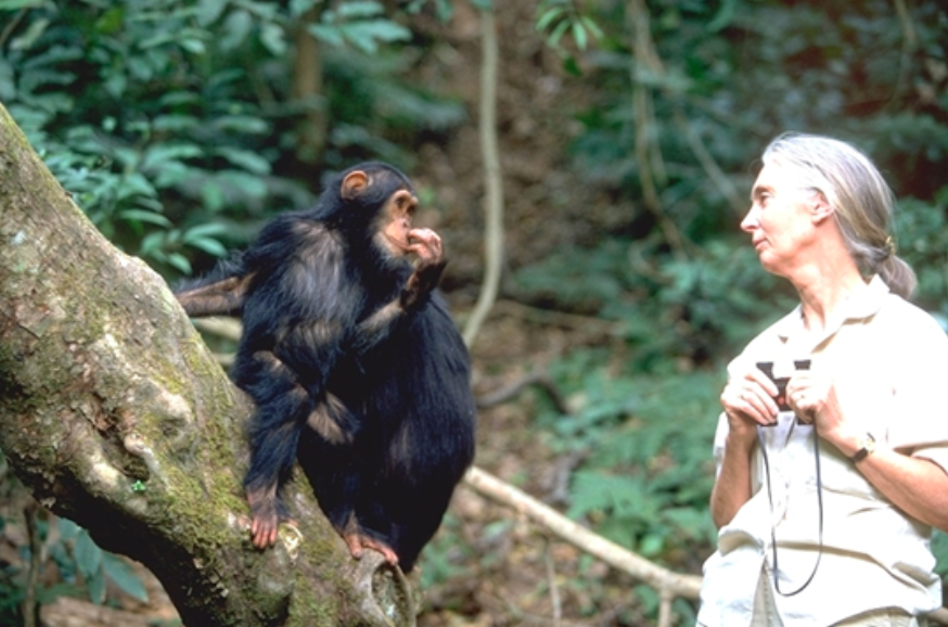 【訳あり】動物保護支援 ブレンドコーヒー 富士山の湧き水で磨いた スペシャルティコーヒー 豆 800g 豆　800g