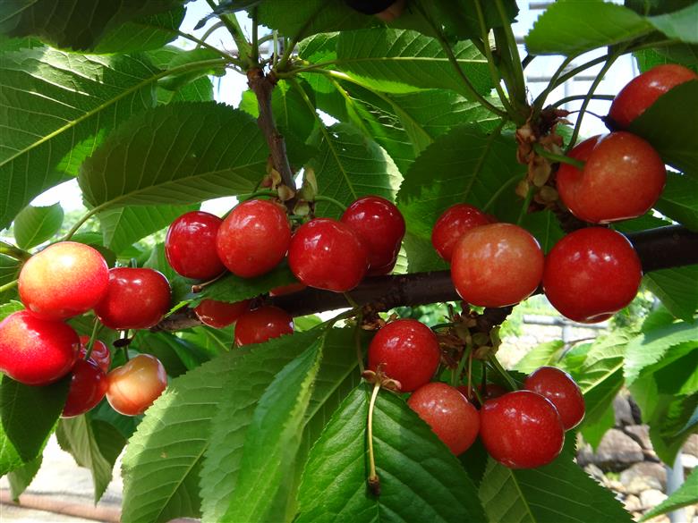 【2025年発送】【数量限定】【期間限定】山梨県産 紅秀峰 さくらんぼ (500g) バラ詰め