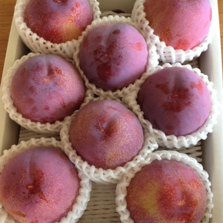 【2025年発送】【数量限定】【期間限定】【高級プラム】貴陽 大玉1.5kg(8玉～9玉)