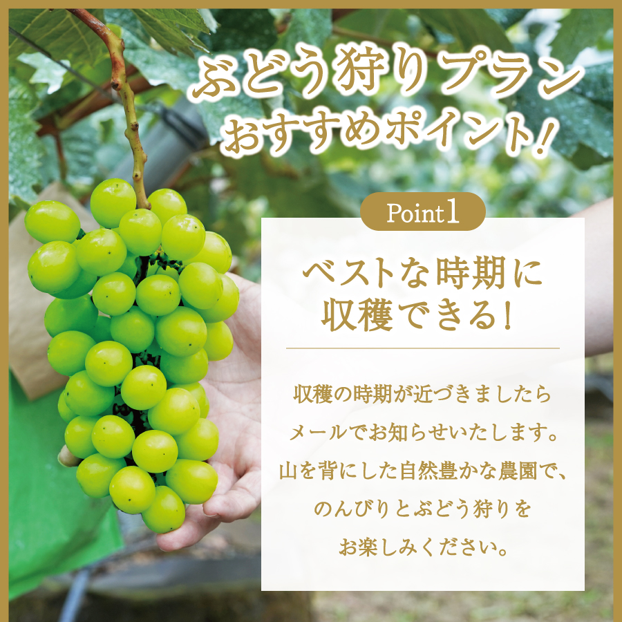 富士吉田市産　ブドウ狩りプラン(シャインマスカット)