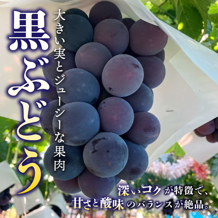 【2026年発送 先行予約】【ミニマム 2回定期便】厳選 旬のフルーツ定期便（黒ぶどう1房・シャインマスカット1房）【マツコの知らない世界】