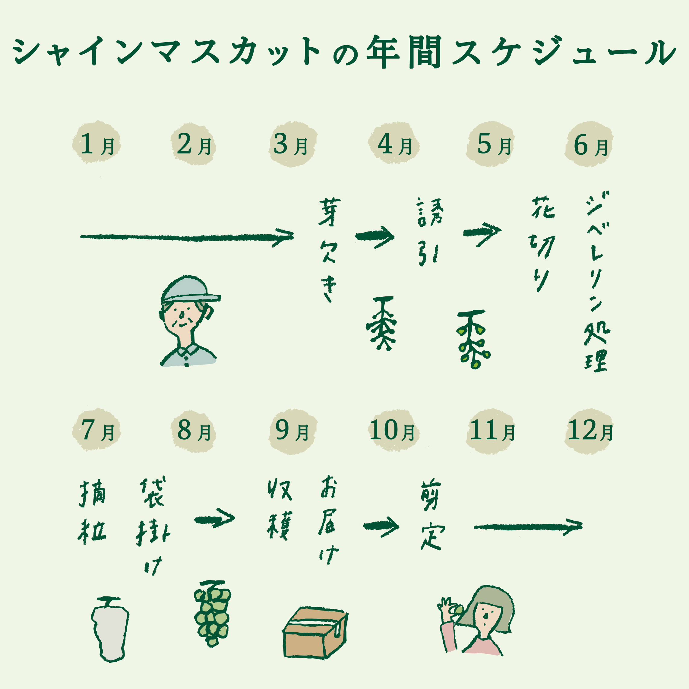 【2025年発送】【数量限定】【期間限定】産地直送 高級シャインマスカット2kg以上（3～4房）