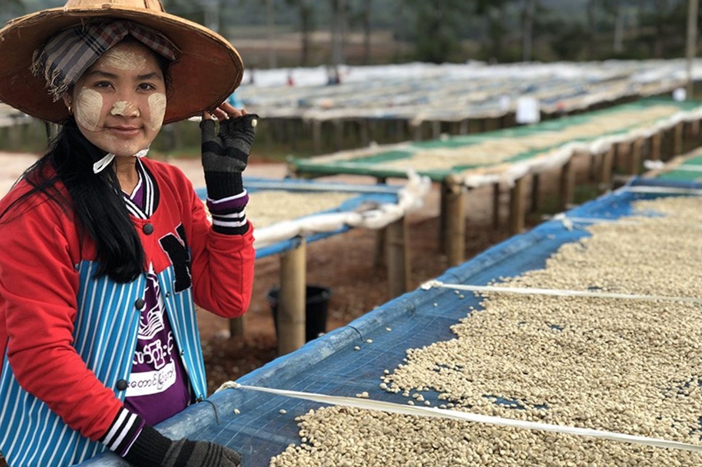 フェアトレードコーヒー　ミャンマー＆東ティモール(豆) 豆　250g×２種