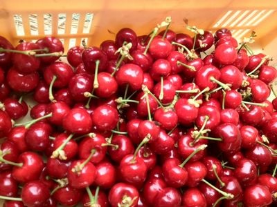 【2025年発送】【数量限定】【期間限定】山梨県産 紅秀峰 さくらんぼ (500g) バラ詰め