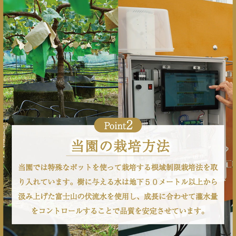 富士吉田市産　ブドウ狩りプラン(シャインマスカット)