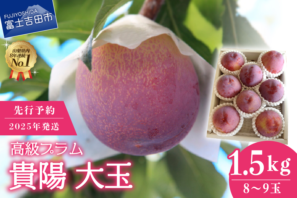 【2025年発送】【数量限定】【期間限定】【高級プラム】貴陽 大玉1.5kg(8玉～9玉)