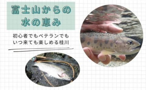 都留漁業協同組合年間遊漁証【令和８年遊漁証】（全魚種）｜桂川 フィッシング 渓流釣り アングラー スーパーレインボー マス釣り ヤマメ釣り イワナ釣り　山梨　つり　釣り券　遊漁券