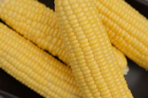 【期間限定 定期便】シャインマスカット 1kg ＆ とうもろこし 7～8本 定期便｜山梨 今が旬！トウモロコシ シャイン  農家直送 送料無料 やまなし