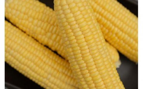 【2026年先行予約】山梨県都留市産 ゴールドラッシュ 7本｜ 新鮮 朝採れ もぎたて発送 甘い とうもろこし トウモロコシ 産地直送 送料無料【炭香ファーム】