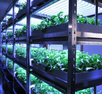 アイスプラント進化形 シャインリーフ（100g入り×5パック）