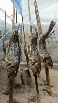 富士山の湧水で育った＜湧水ヤマメ5尾＞下処理済み