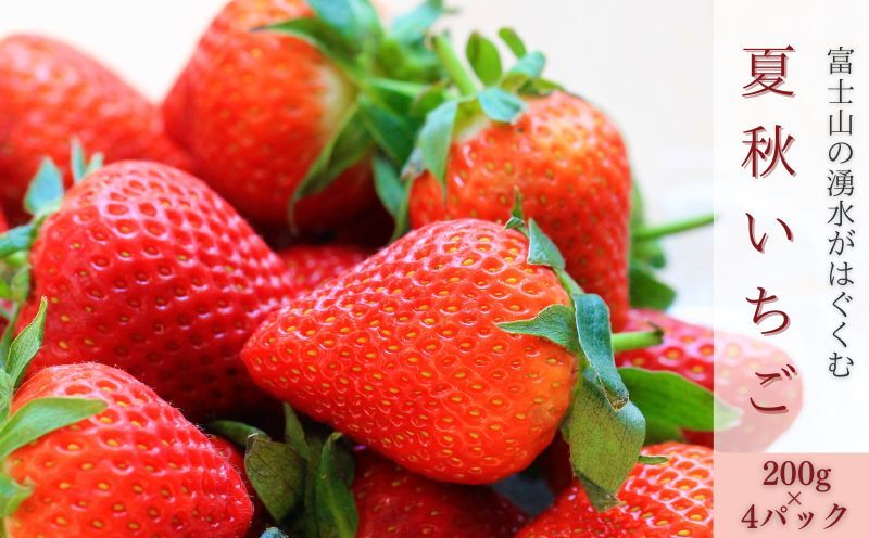 【2026年 先行予約】【湧水のミネラルたっぷり！山梨の夏秋いちご】ご家庭用 200ｇ× 4パック