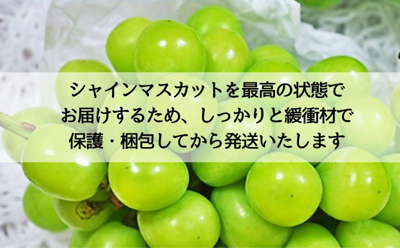 【2026年 先行予約】山梨県産　シャインマスカット 約1.2kg (２房～3房) | フルーツ 人気 甘い 糖度 山梨 大粒 種無し 種なし 山梨 やまなし 山梨県産 葡萄 ブドウ フルーツ 果物 くだもの シャイン マスカット ぶどう デザート スイーツ 1.2kg
