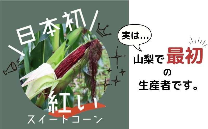 【2026年先行予約】山梨県都留市産 紅いスイートコーン 大和ルージュ｜希少な赤いとうもろこし 甘い スイートコーン トウモロコシ 産地直送 送料無料【浅田農園】