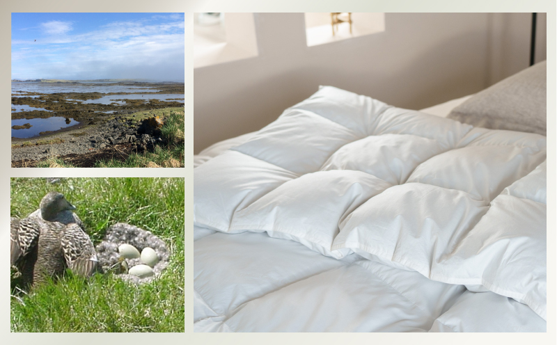 kokiku シングル アイダー×GIZA 羽毛布団【掛け】アイスランドアイダー ダウン95％　寝具　羽毛　ダウン　ダウン布団　掛布団　かけふとん　掛けふとん シングル