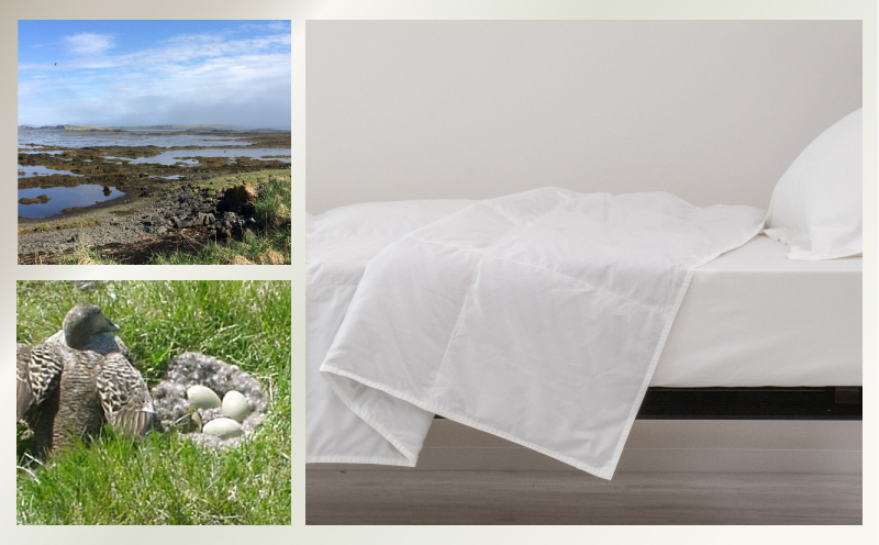 kokiku  キング アイダー×GIZA 羽毛布団【肌掛け】アイスランドアイダー ダウン95％　寝具　羽毛　ダウン布団　ダウンふとん　キング布団　キングふとん　キング肌かけ　キング肌掛け キング