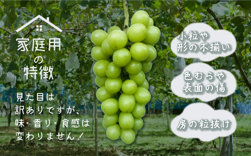 【2026年先行予約】ご家庭用つぶつぶ　シャインマスカット（約1.5kg）｜高糖度  種なし 甘い フルーツ 果物 葡萄 ブドウ ぶどう 産地直送 送料無料 山梨 都留市
