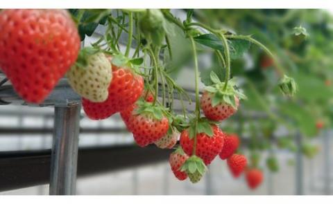 【2026年 先行予約】【湧水のミネラルたっぷり！山梨の夏秋いちご】ご家庭用 200ｇ× 4パック