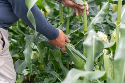 【期間限定 定期便】シャインマスカット 1kg ＆ とうもろこし 7～8本 定期便｜山梨 今が旬！トウモロコシ シャイン  農家直送 送料無料 やまなし