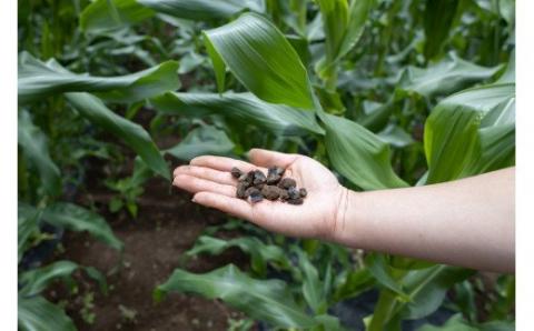 【2026年先行予約】山梨県都留市産 ゴールドラッシュ 10〜12本｜ 新鮮 朝採れ もぎたて発送 甘い とうもろこし トウモロコシ 産地直送 送料無料【炭香ファーム】