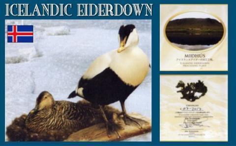 シングル【アイダーダウン】羽毛肌掛けシングルサイズ150X210cm｜肌掛け 絹 シルク【新津】