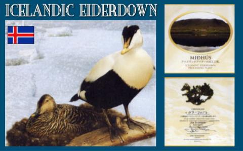 アイダーダウン枕43X63cm【新津】｜絹　シルク