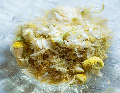 フリーズドライ　国産ジャーマンカモミールティー （3パック）