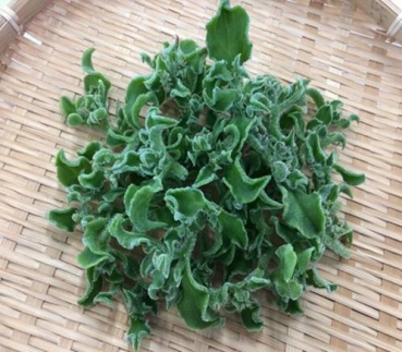 アイスプラント進化形 シャインリーフ（100g入り×10パック）