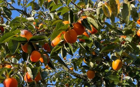 【都留市ふるさと納税】枯露柿（中サイズ12個入り）かき　ドライフルーツ　干し柿　旬の味覚　スイーツ　甲州百目