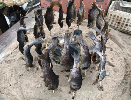 富士山の湧水で育った＜湧水ヤマメ5尾＞下処理済み