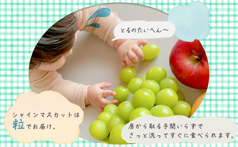 【2026年先行予約】シャインマスカット約1.3kg　（粒）|　マスカット　ブドウ　ぶどう　葡萄　シャインマスカット　甘い　フルーツ　スイーツ　粒　山梨　山梨県 約1.3kg