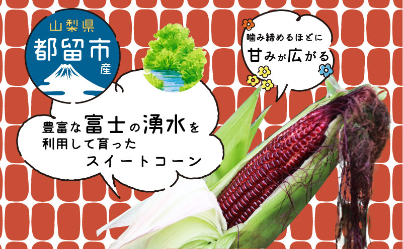 【2026年先行予約】山梨県都留市産 紅いスイートコーン 大和ルージュ｜希少な赤いとうもろこし 甘い スイートコーン トウモロコシ 産地直送 送料無料【浅田農園】