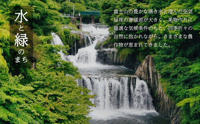 【2026年先行予約】シャインマスカット 1房（約700g）｜高糖度  種なし 甘い フルーツ 果物 葡萄 ブドウ ぶどう 産地直送 送料無料 山梨 都留市