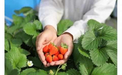 【2026年 先行予約】【湧水のミネラルたっぷり！山梨の夏秋いちご】ご家庭用 200ｇ× 4パック