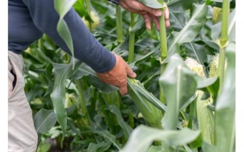 【2026年先行予約】山梨県都留市産 ゴールドラッシュ 10〜12本｜ 新鮮 朝採れ もぎたて発送 甘い とうもろこし トウモロコシ 産地直送 送料無料【炭香ファーム】