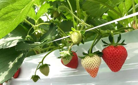 【期間限定】山梨泊まれる温泉より道の湯　日帰りペア入浴券（食事＋岩盤浴付き） ＆　夏いちご狩り ペアご招待券