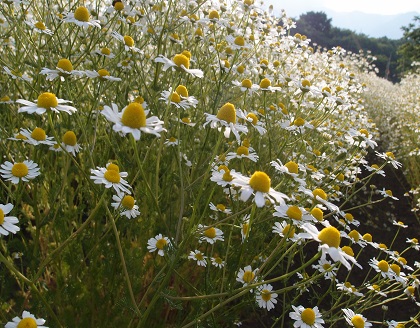 フリーズドライ　国産ジャーマンカモミールティー （3パック）