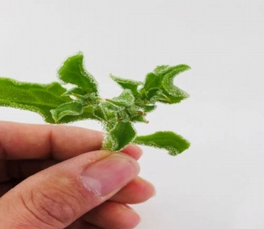 アイスプラント進化形 シャインリーフ（100g入り×10パック）