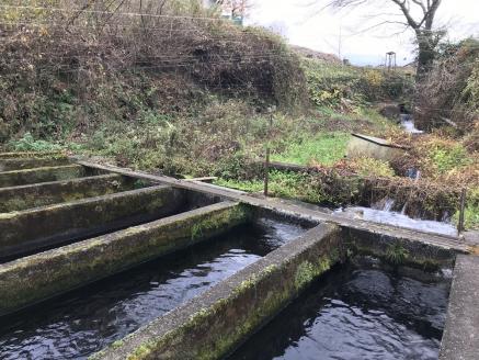 富士山の湧水で育った＜湧水ヤマメ5尾＞下処理済み