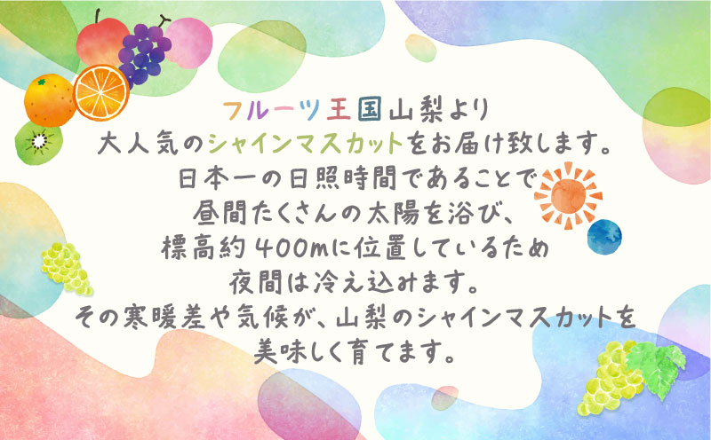 【2026年先行予約】シャインマスカット約1.3kg　（粒）|　マスカット　ブドウ　ぶどう　葡萄　シャインマスカット　甘い　フルーツ　スイーツ　粒　山梨　山梨県 約1.3kg