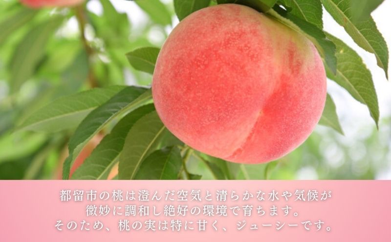 富士山の湧水で育った　ももジャム５種セット　ジャム　プレーン　 シナモン　 ワイン　 生姜　 紅茶　食べ比べ　桃　モモ　もも ももジャム