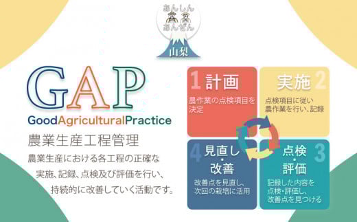 【2026年 先行予約】山梨県都留市産 朝採れ シャインマスカット ２~3房（約1.0kg以上）生産者厳選 贈答 山梨 やまなし 山梨県産 葡萄 ブドウ フルーツ 果物 くだもの シャイン マスカット プレゼント ギフト ぶどう デザート スイーツ