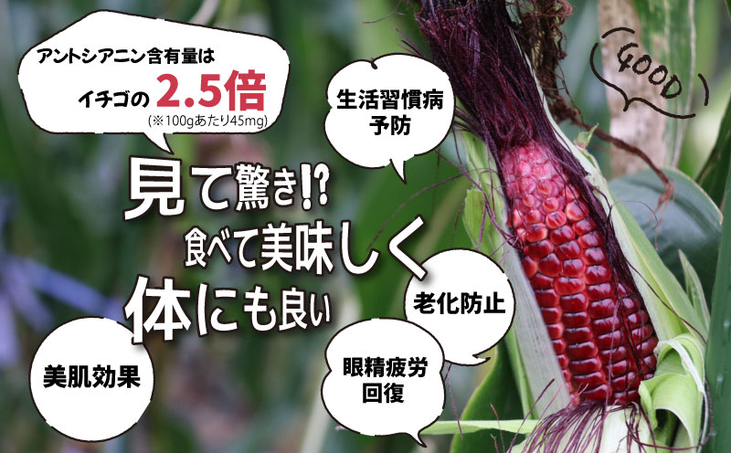 【2026年先行予約】山梨県都留市産 紅いスイートコーン 大和ルージュ｜希少な赤いとうもろこし 甘い スイートコーン トウモロコシ 産地直送 送料無料【浅田農園】